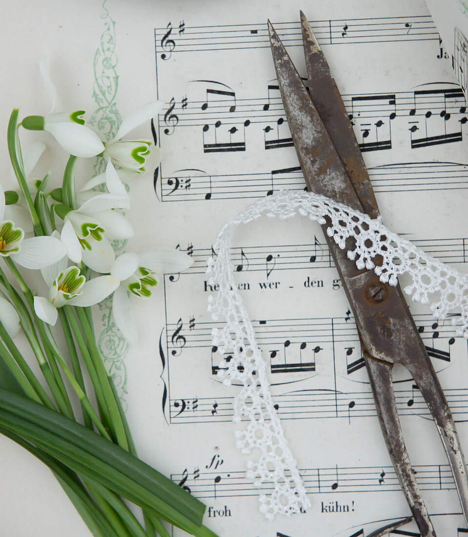 Snowdrops, lace ribbon and scissors on sheet music