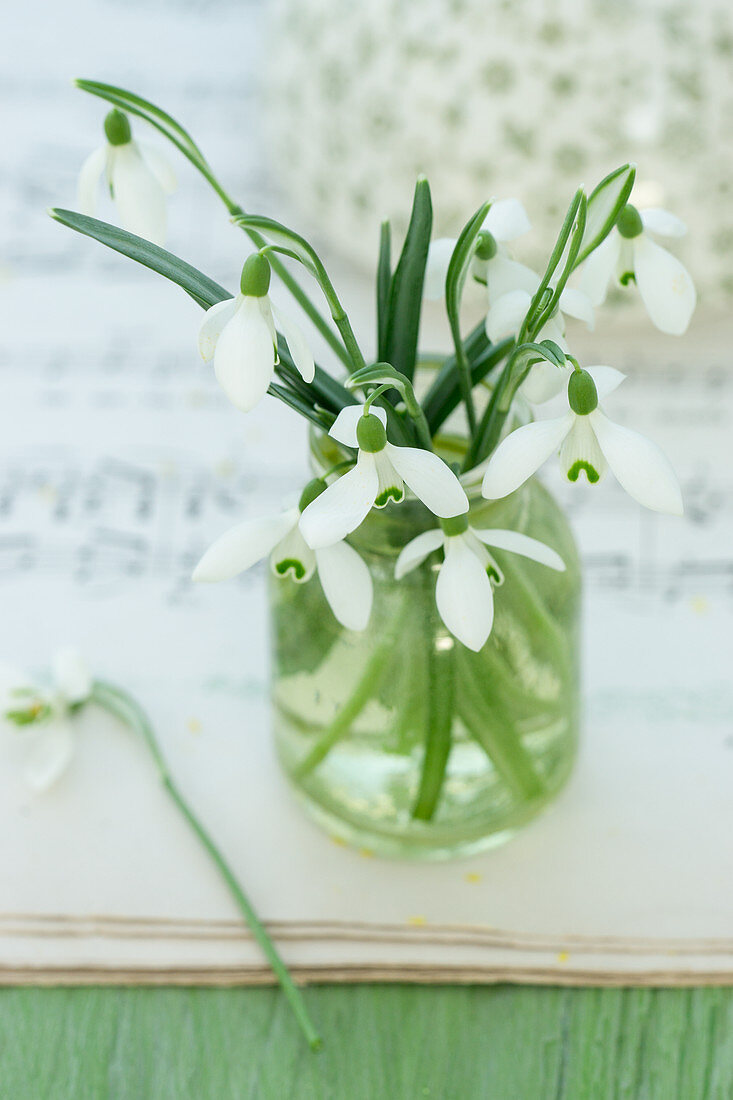 Small bouquet of snowdrops