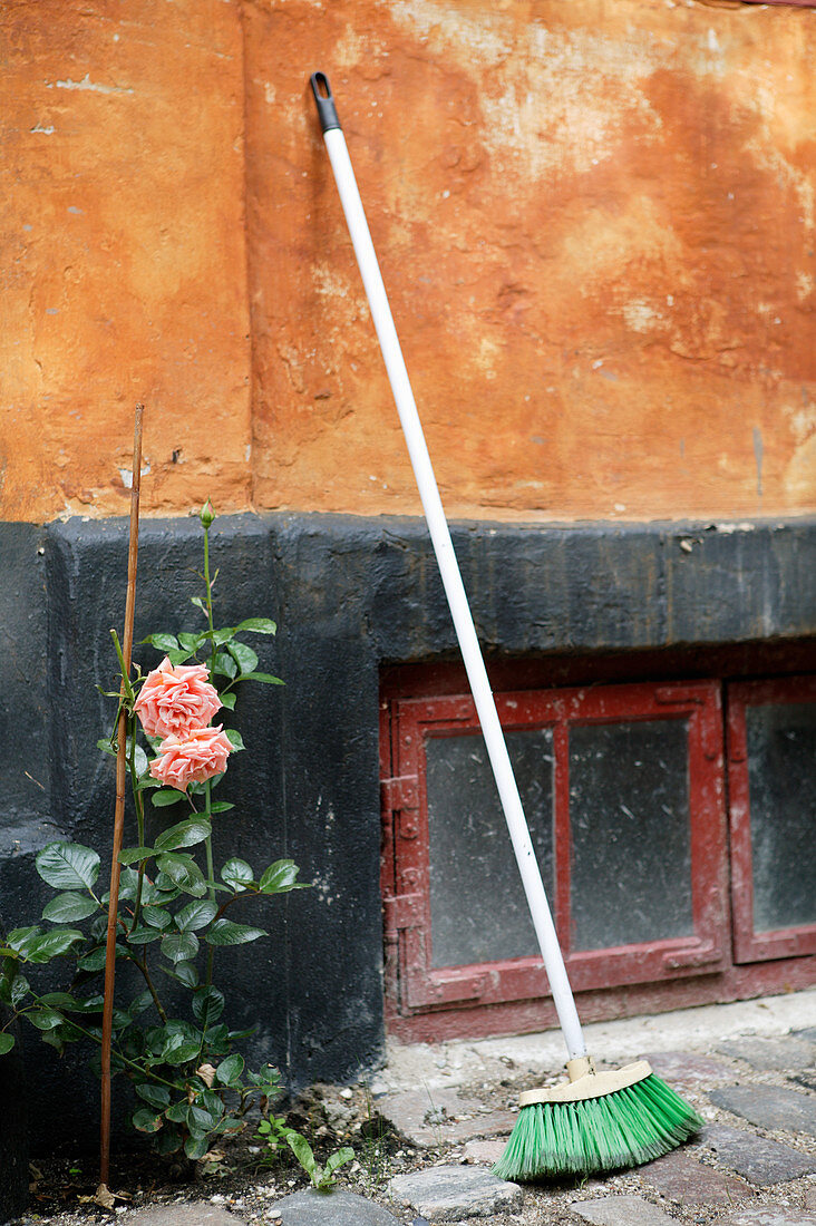 Pink rose next to broom leaning against ochre façade with black base