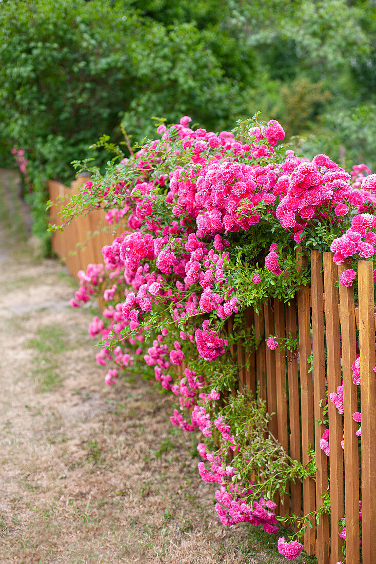 Rambler rose 'Super Excelsa' on the garden fence