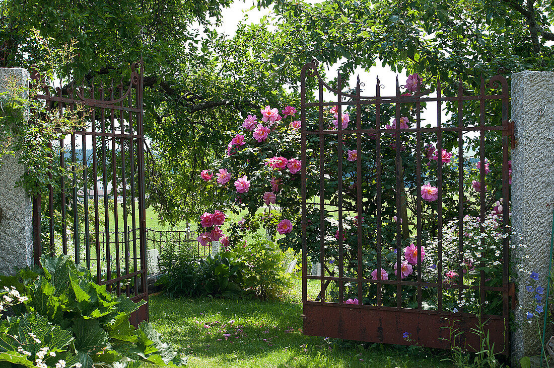 Rusty garden gate in rose garden