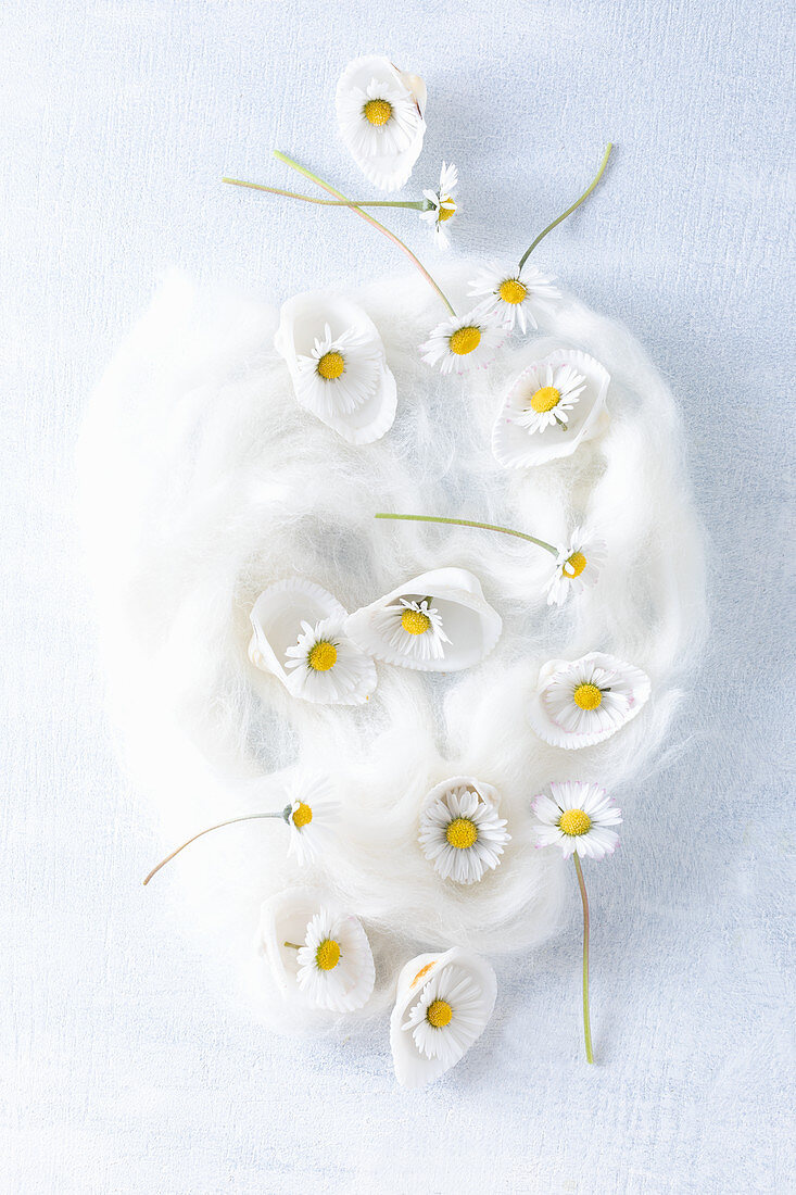 Gänseblümchen in weißen Muscheln auf einem Stück Filzwolle