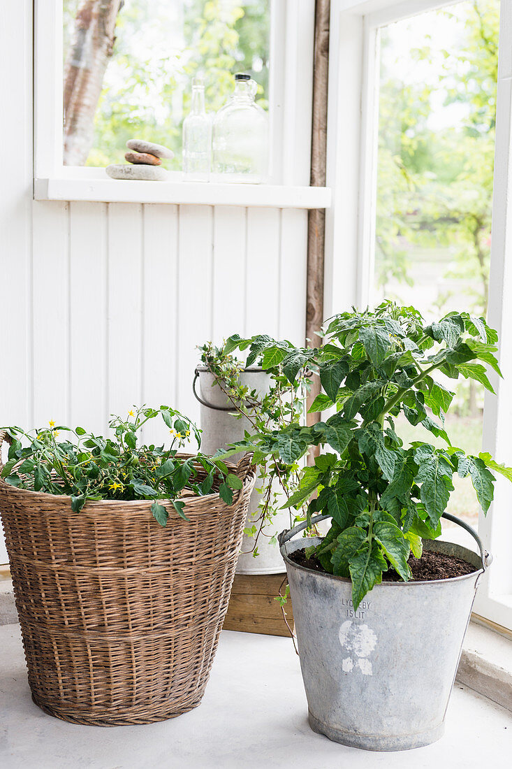 Tomatoes planted in basket and metal bucket in conservatory