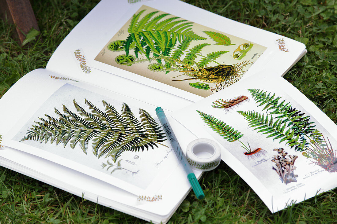 Botanical illustrations of fern leaves