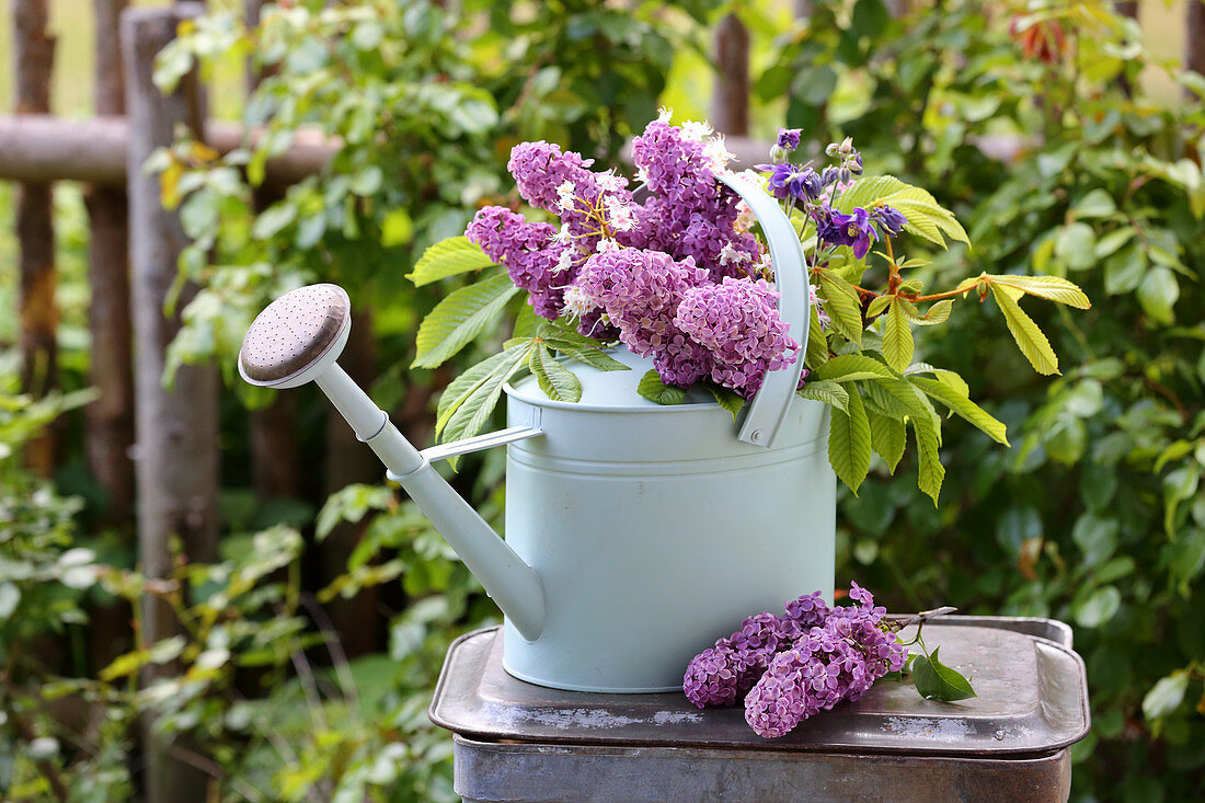 Bouquet of lilacs, branches of chestnut leaves and aquilegia in watering can