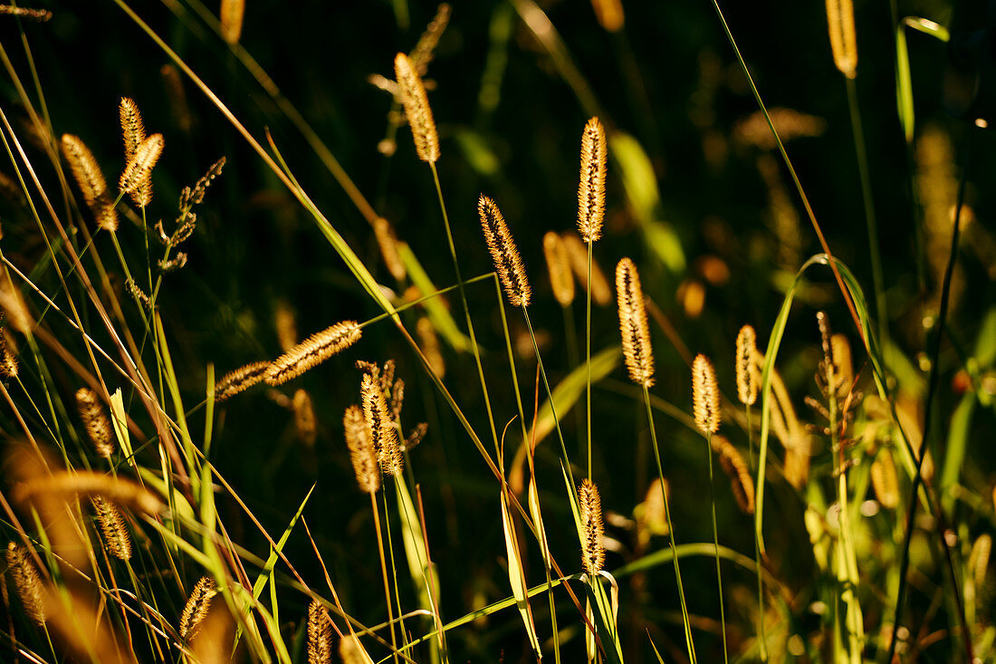 Foxtail barley in sunlight
