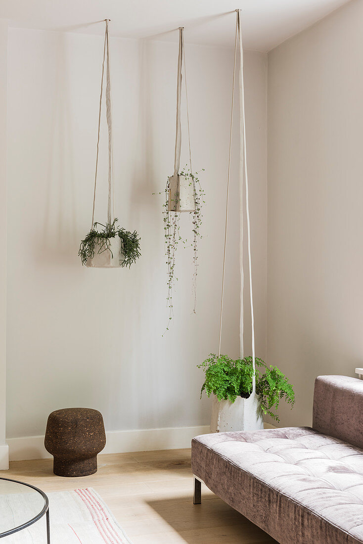 Plants in modern hanging baskets in living room