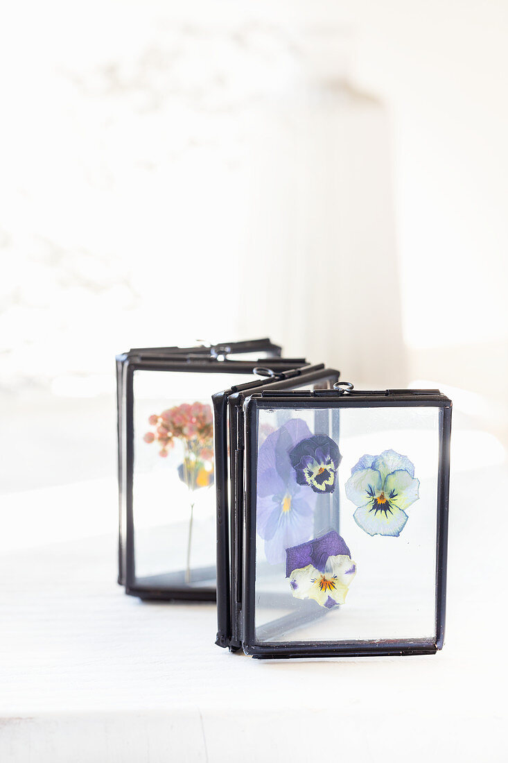 Hornveilchenblüten in Doppelglas-Bilderrahmen