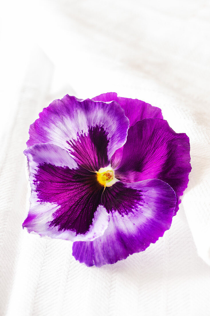 Colossus 'Neon violet' pansy