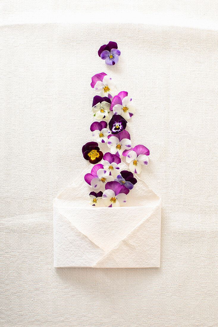 Hornveilchen-Blüten mit Briefumschlag
