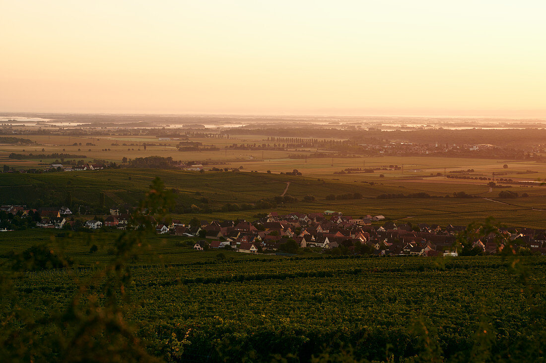 Weinlandschaft bei der Stadt Colmar im Elsass (Frankreich)
