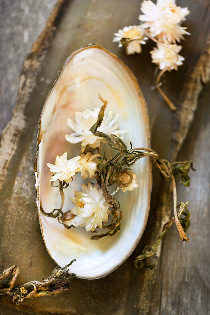 Strohblumen-Blüten in Süßwasser-Muschelschale