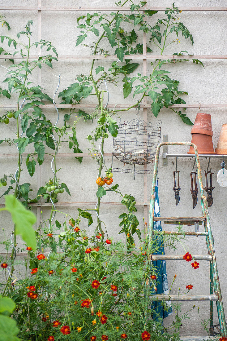 Tomatenpflanzen am Rankgerüst an einer Wand im Garten