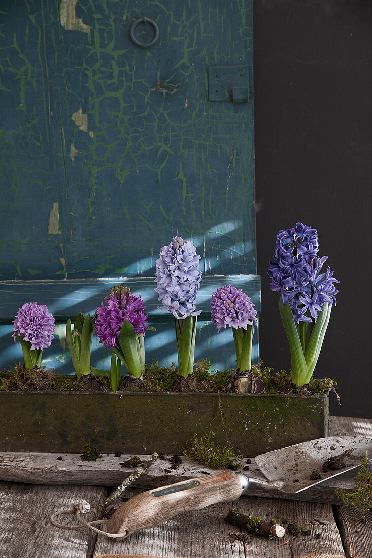 Hyacinths planted in narrow metal trough