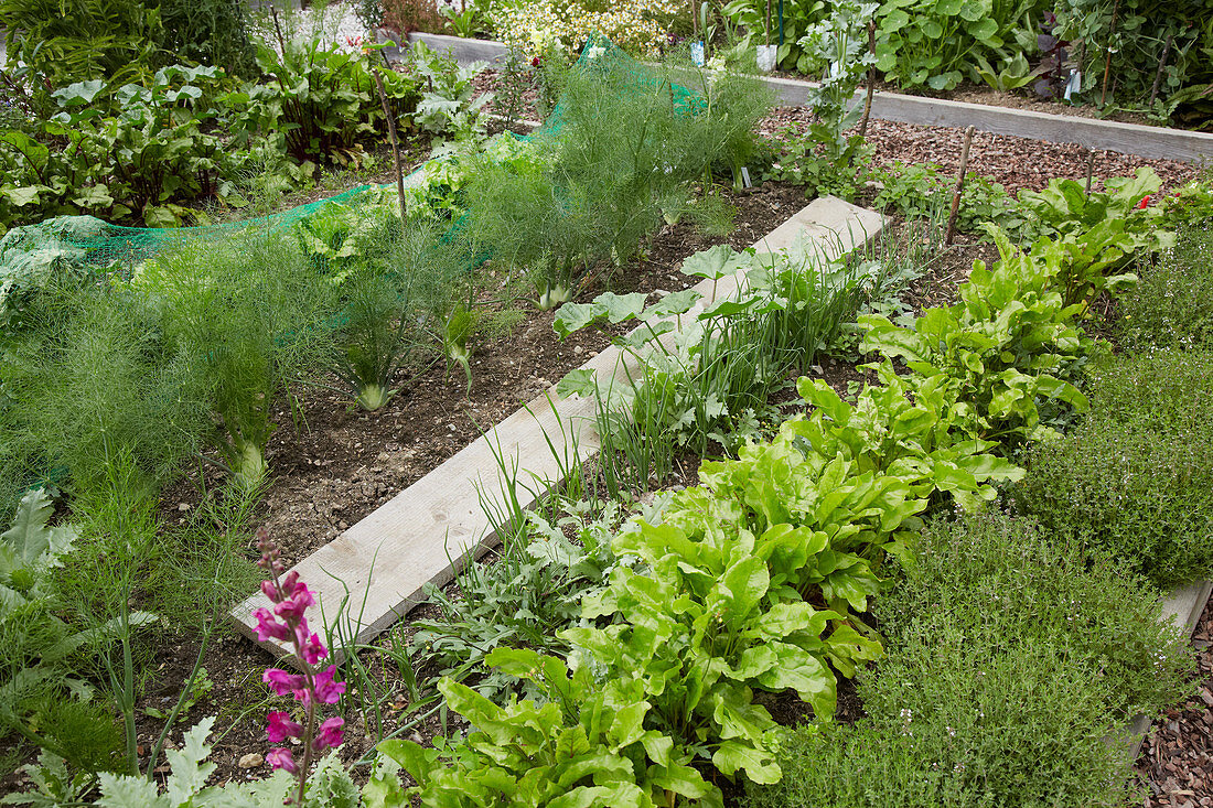 Brett als Gartenweg im Gemüsebeet mit Fenchel, Salat und Thymian
