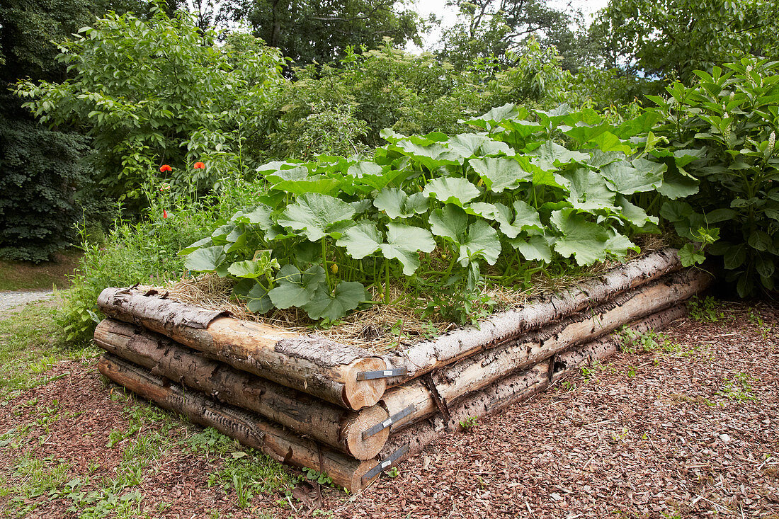 Courgettes growing in rustic raised bed made from tree trunks