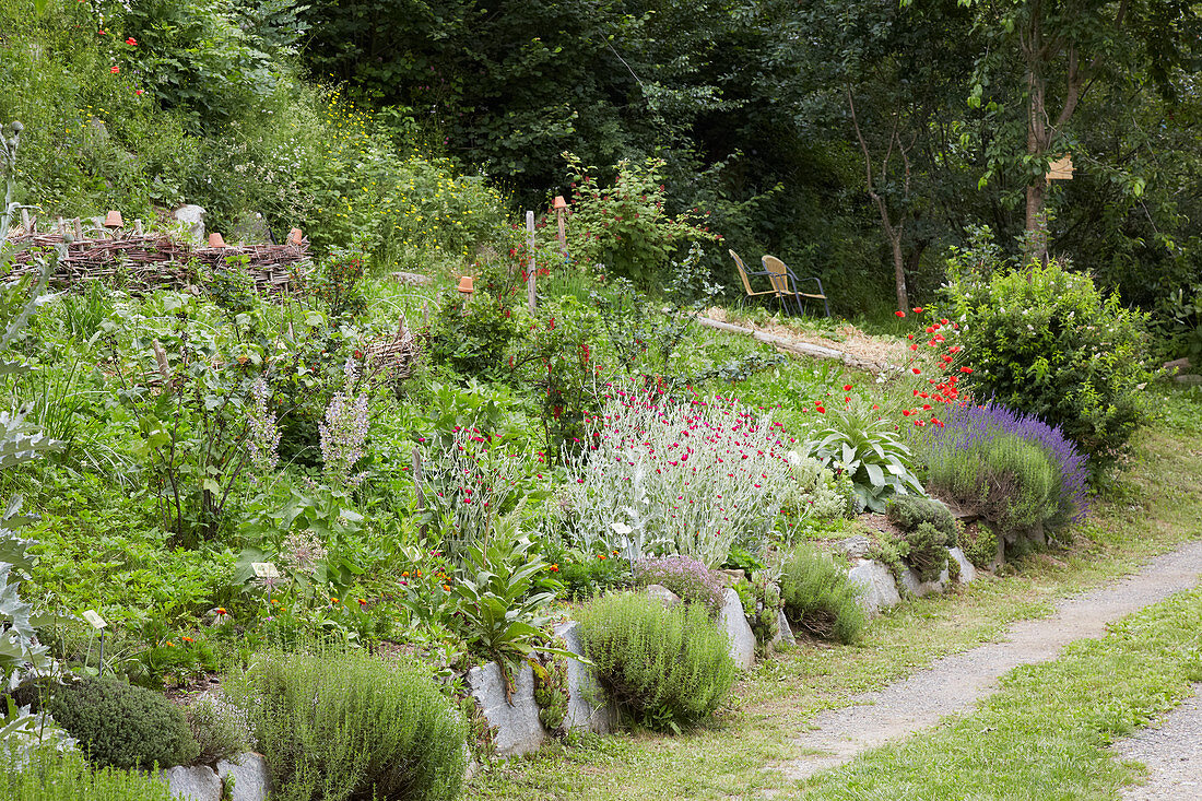 Natural-style herbaceous border in summer garden