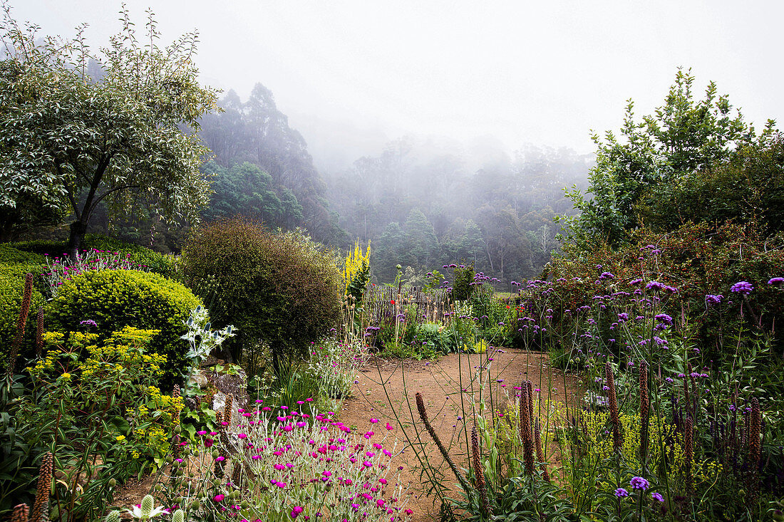 Flowering perennials in the natural garden by the misty forest