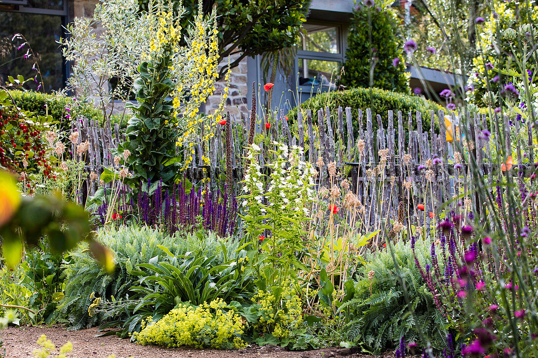 Blühende Stauden am rustikalen Zun im sommerlichen Garten