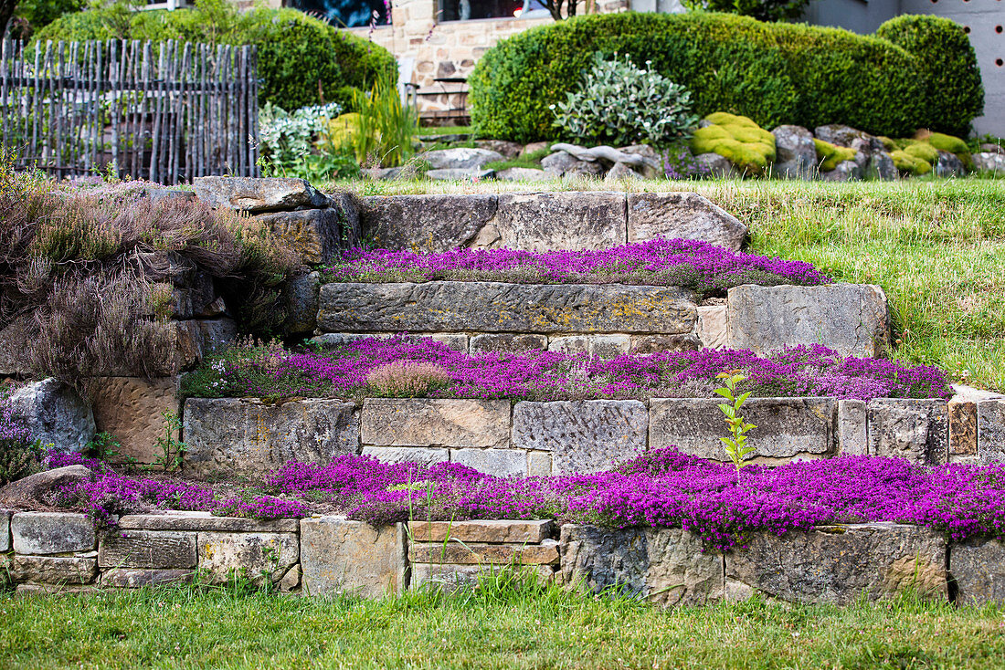 Lilafarbener Bodendecker auf terrassiertem Hang mit Steinmauer