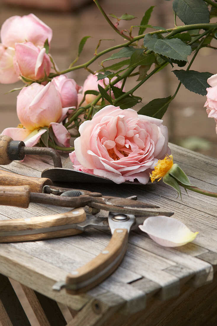 Blüten von Kletterrose und Gartenscheren