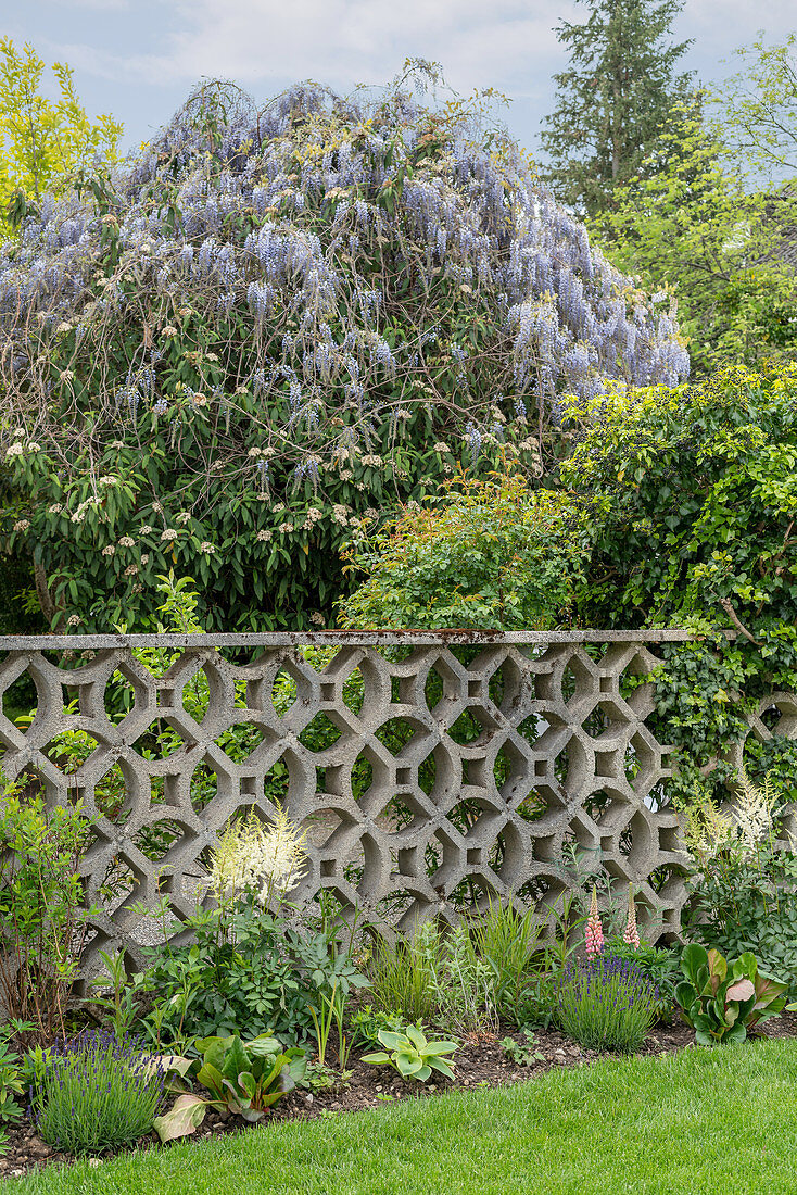 Blick über dekorativem Zaun aus Beton auf Wisteria