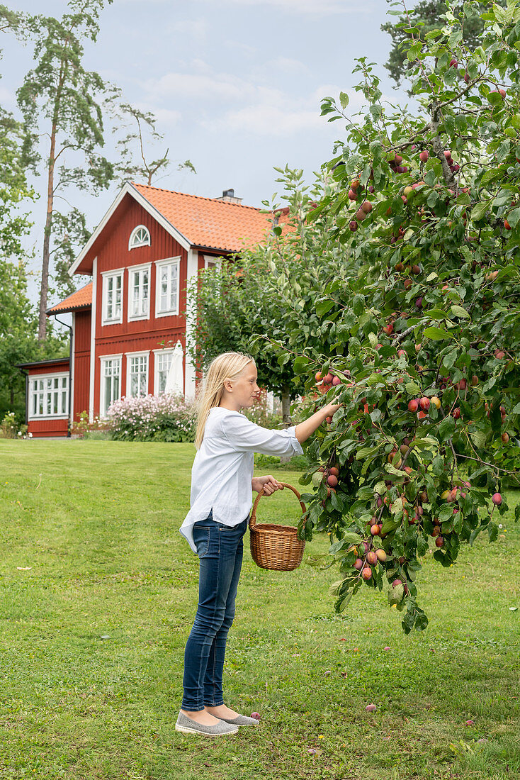 Mädchen pflückt Früchte vom Baum im Garten vorm Schwedenhaus