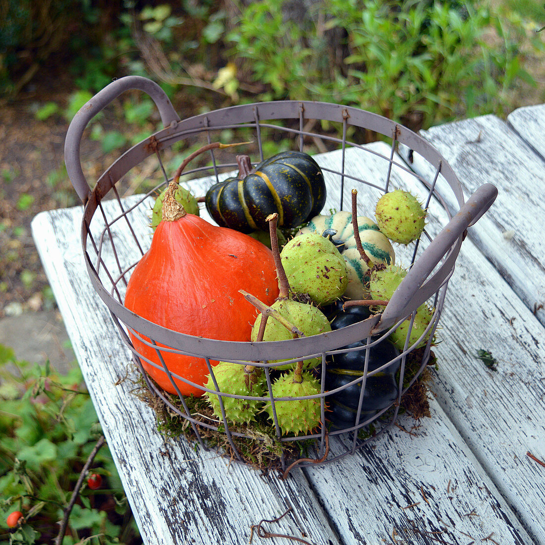 Pumpkins and chestnuts in a wire basket