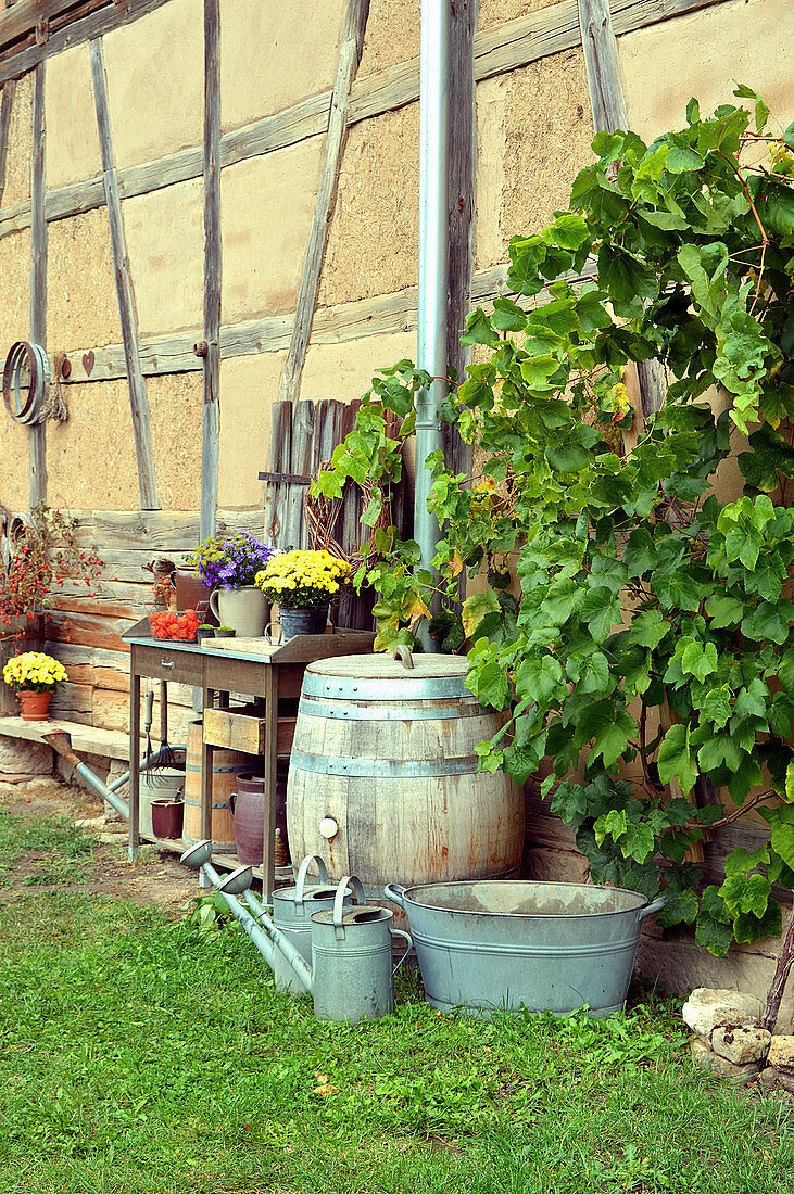 Grapevine on the barn wall next to rain barrel