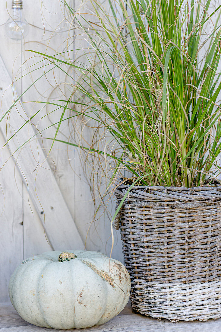 White pumpkin next to ornamental grass planted in wicker basket
