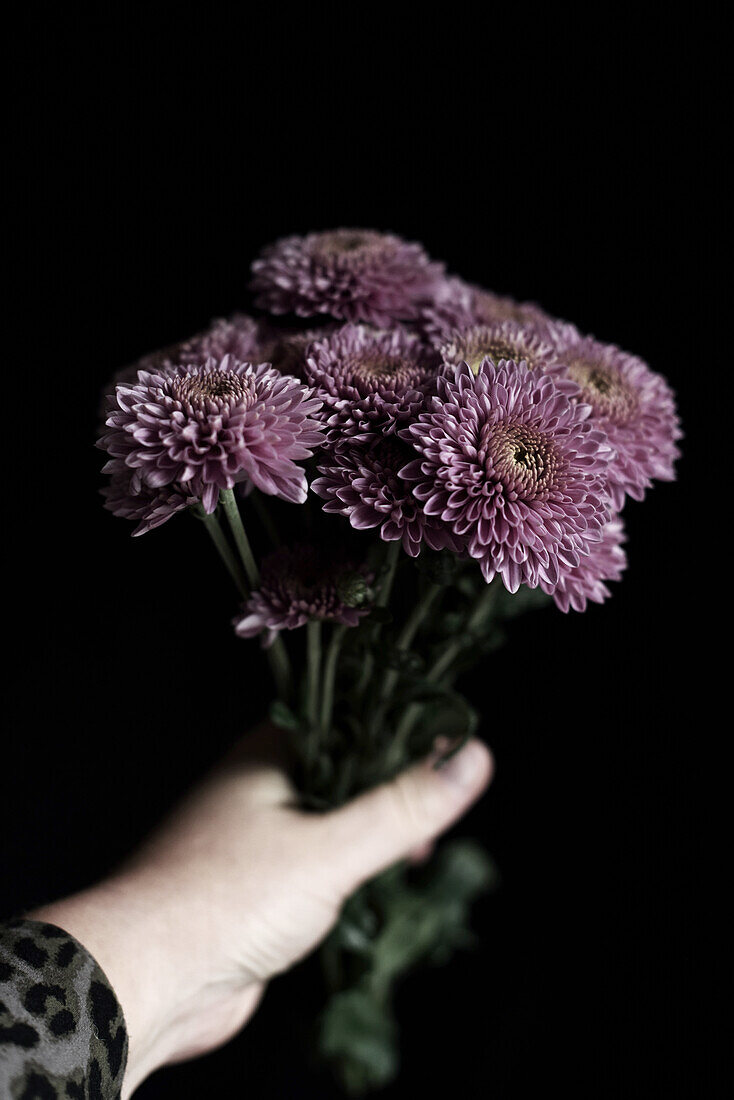 Hand holding a bouquet of autumn chrysanthemums