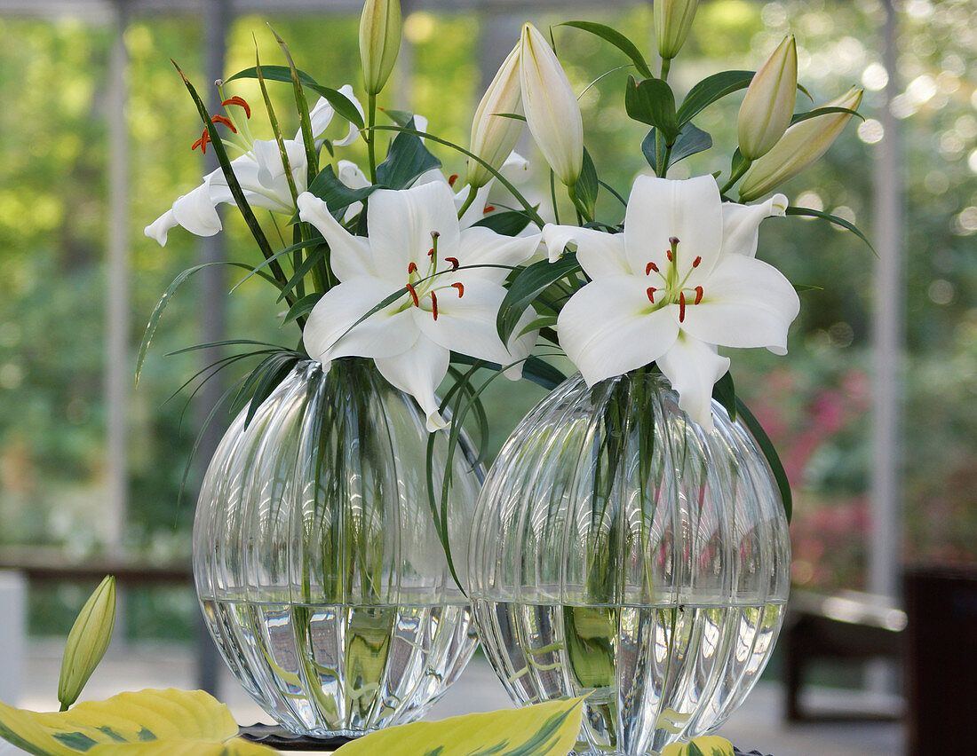 White lily flowers in glass vases
