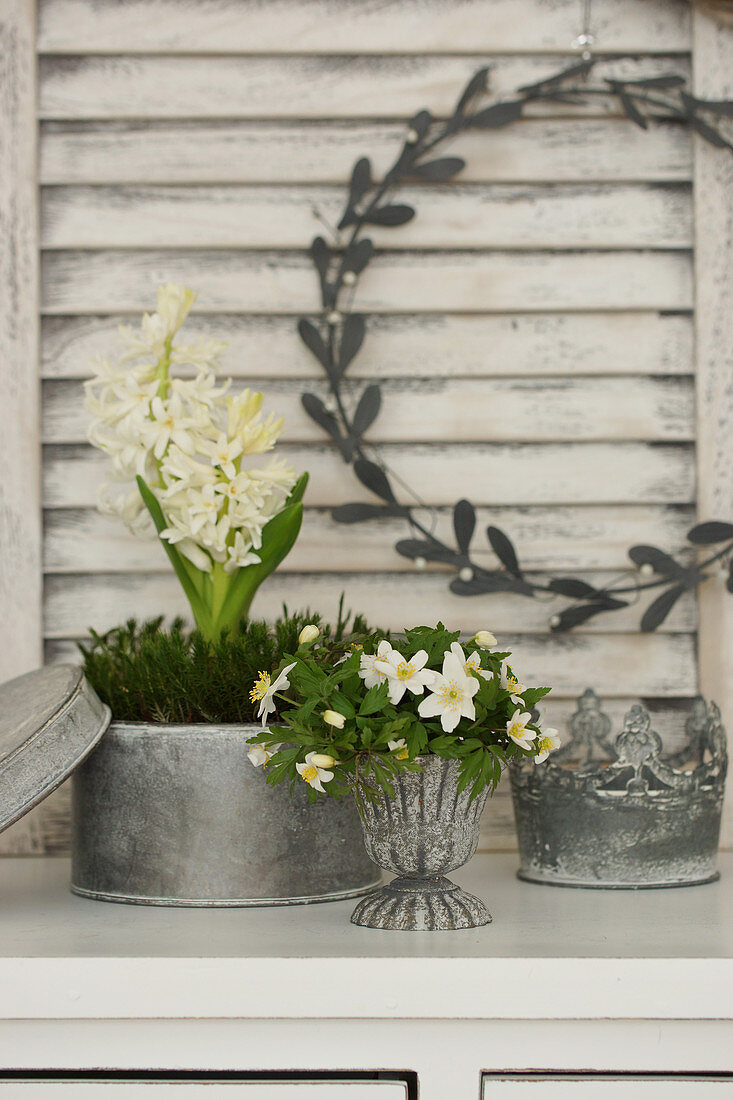 Hyacinths and wood anemones in tin containers