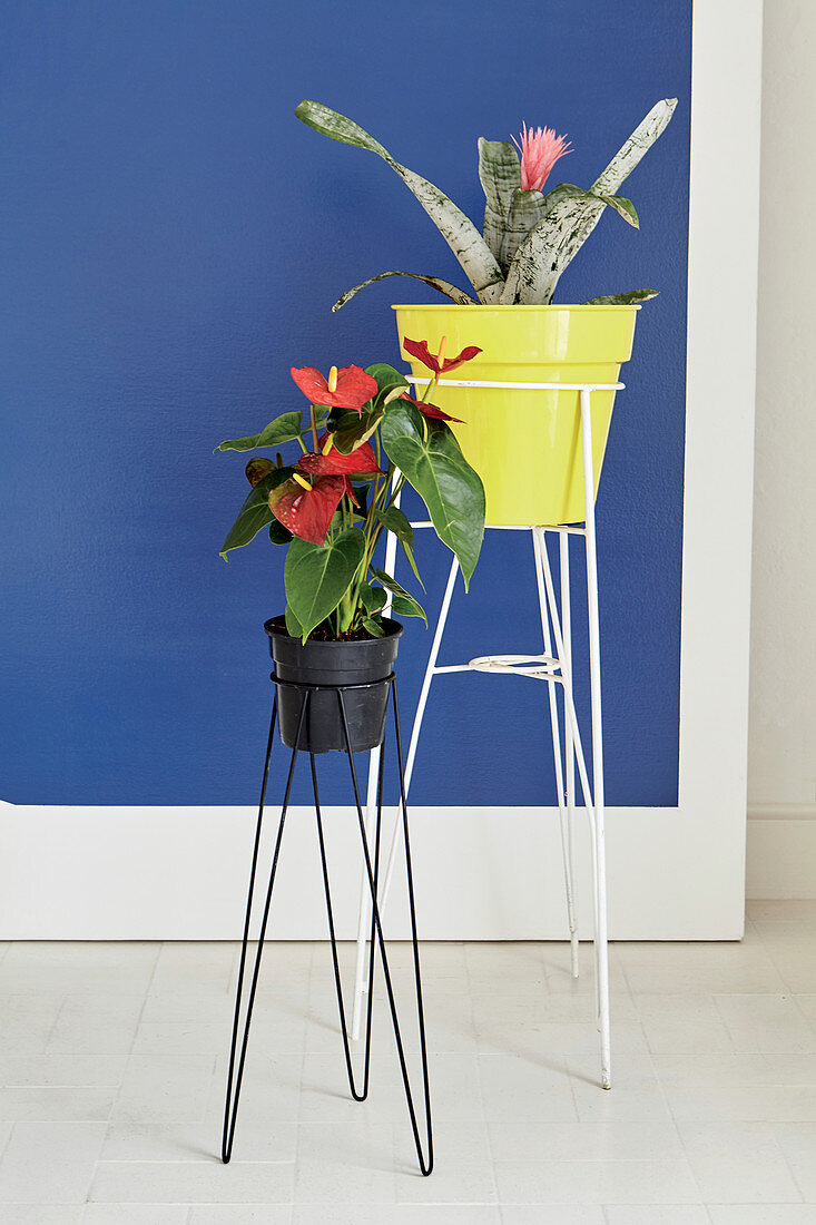 Flamingo flower and bromeliad on delicate metal plant stands