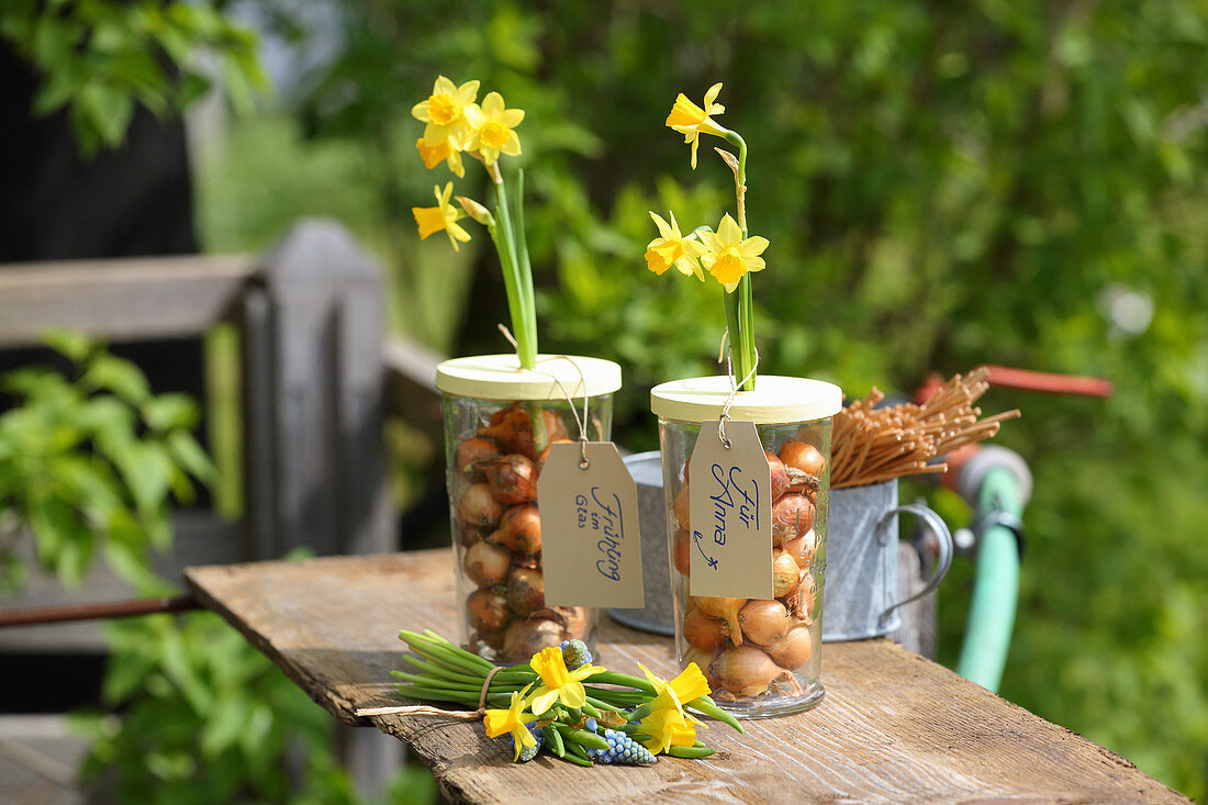 Flowering narcissus and onions in glasses with lids