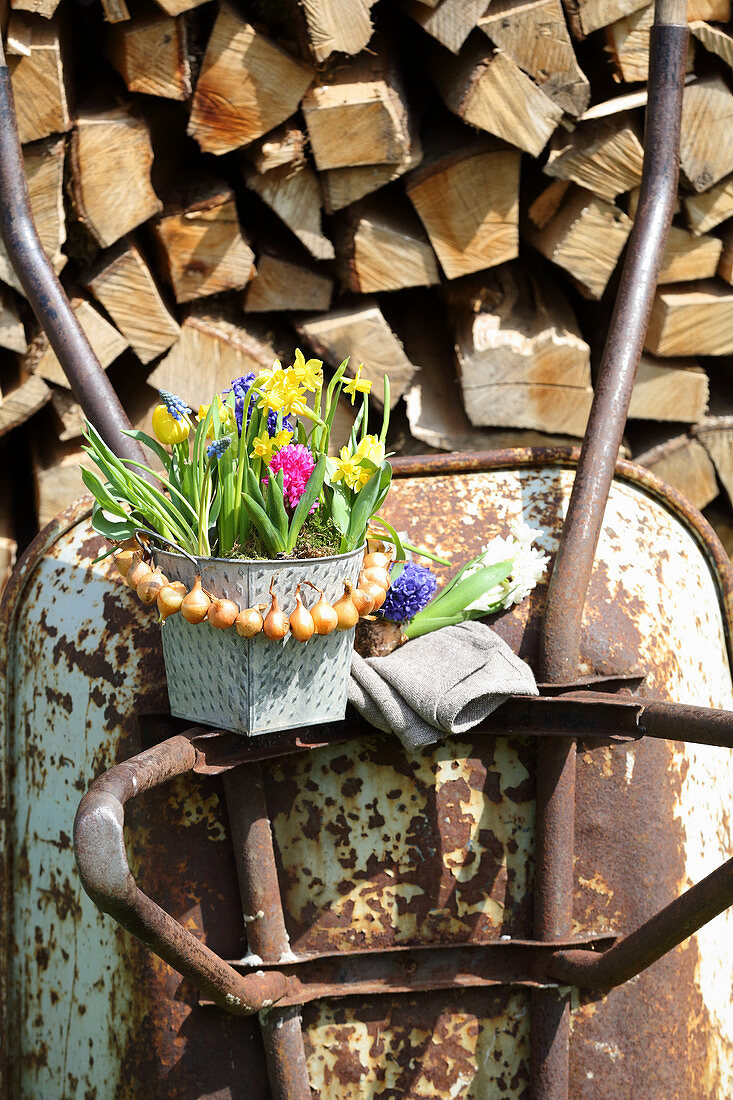 Colourful spring flowers in metal pot with wreath of onions