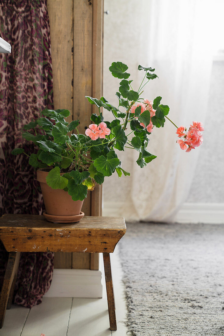 Potted geranium on wooden stool