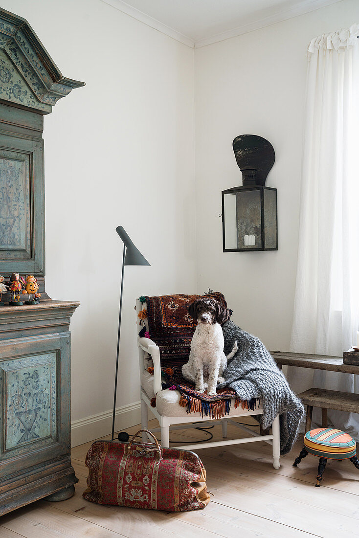 Hund sitzt auf einem Sesel mit Ethno-Plaid im Wohnzimmer