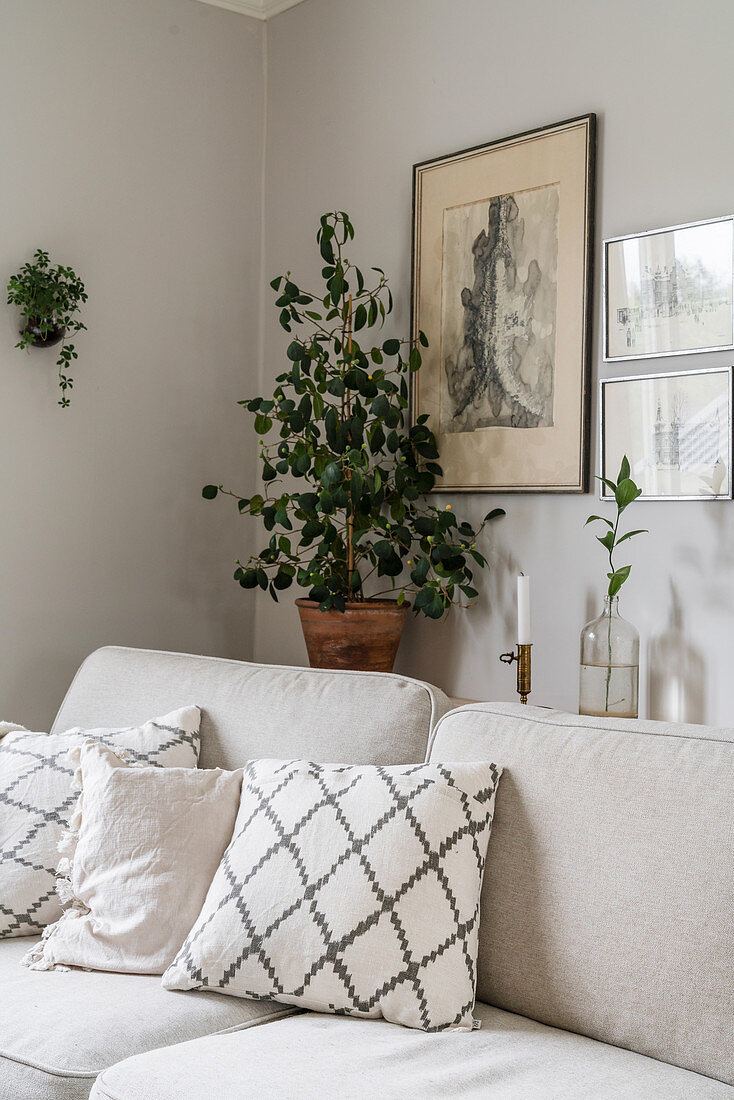 Zimmerpflanze und Kupferstiche hinter hellem Sofa mit Kissen