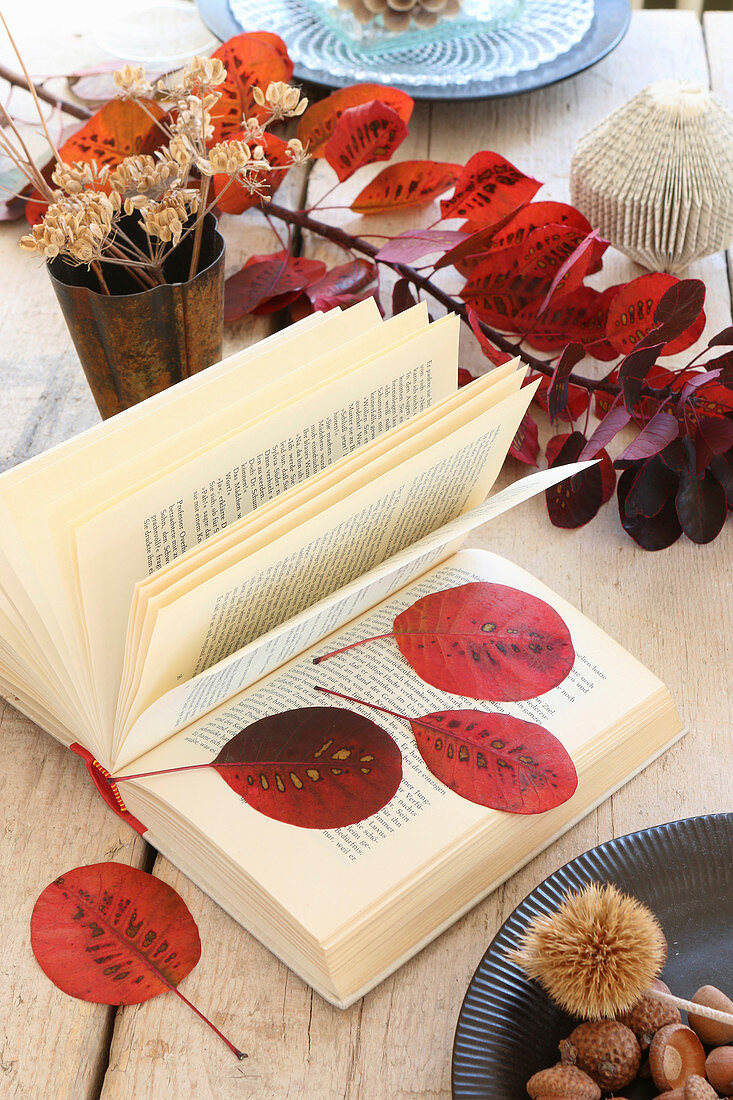 Rote Blätter des Perückenstrauchs gepresst in einem altem Buch