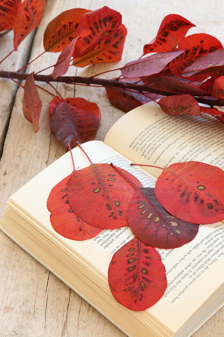 Rote Blätter des Perückenstrauchs gepresst in altem Buch