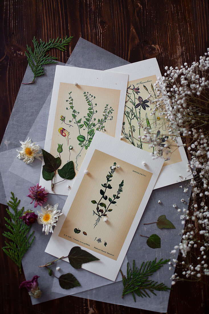 Karten mit botanischen Zeichnungen, Blätter und Blüten