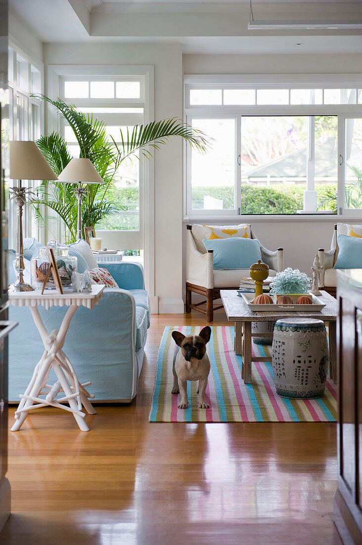 Hund im exotischen Wohnzimmer mit hellblauem Sofa und Fensterfront