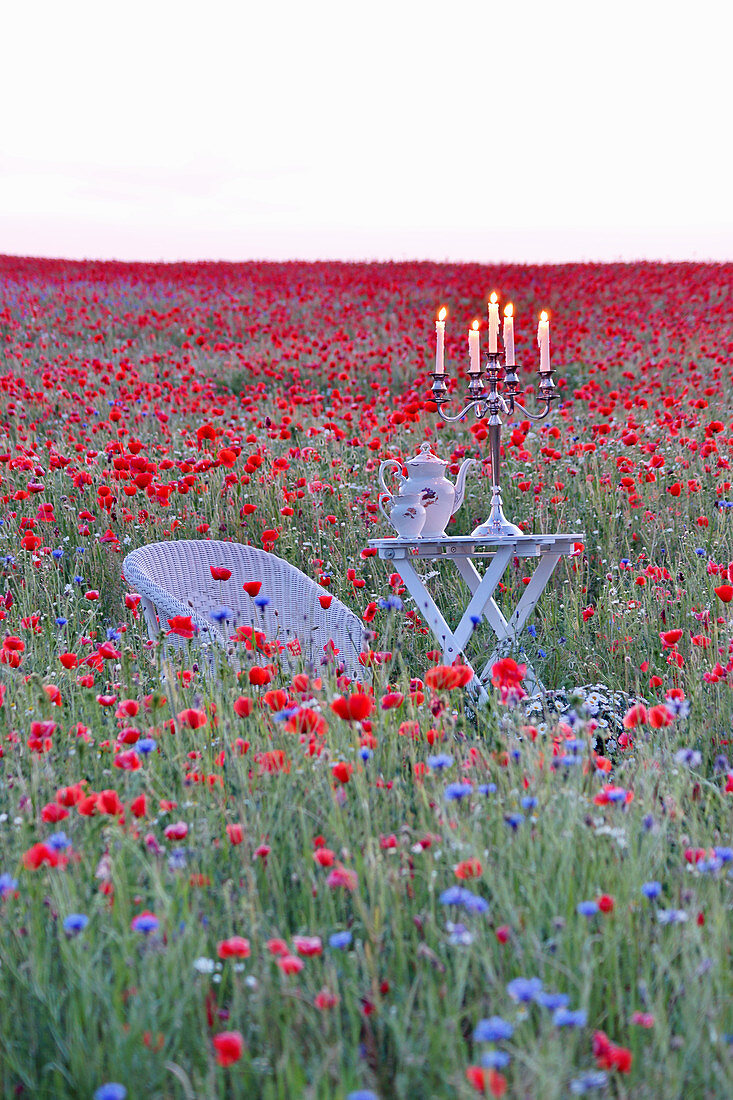Seating area in field full of poppies and cornflowers