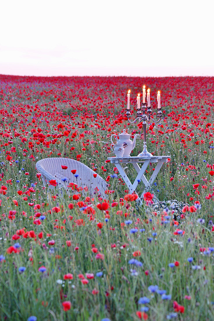 Sitzplatz in Blumenwiese mit Klatschmohn und Kornblumen