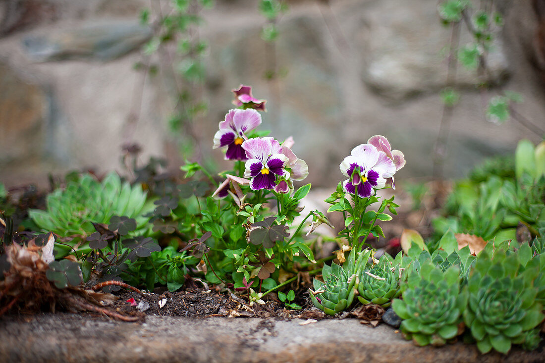 Sempervivums and violas in garden