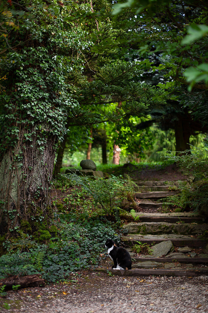Natursteinweg mit Katze im Garten