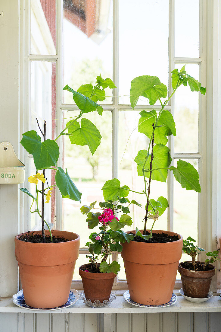 Terracotta plant pots on windowsill