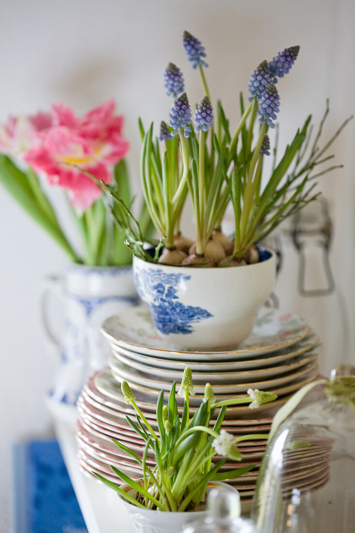 Spring in the kitchen with grape hyacinths planted in cups