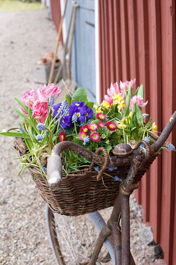 Old bicycle with spring flowers in basket